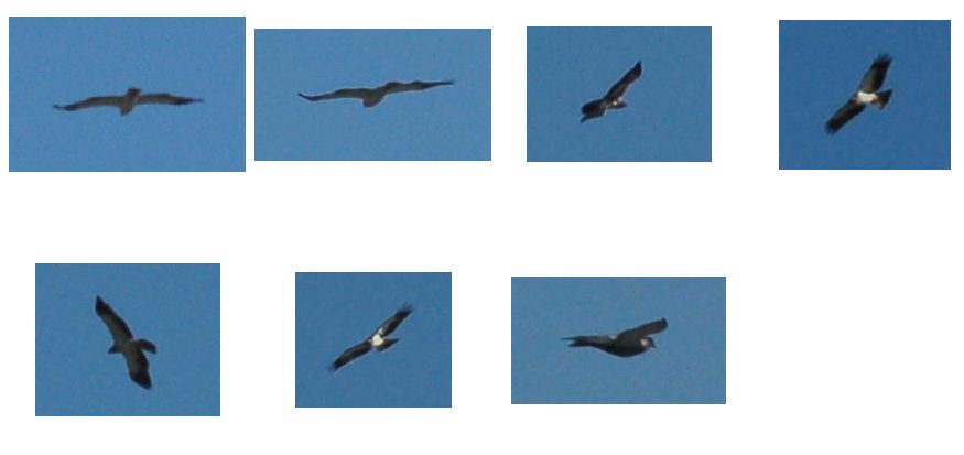 Identificazione rapace